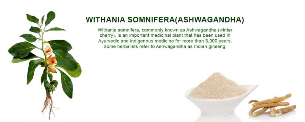 ashwagandha extract supplier