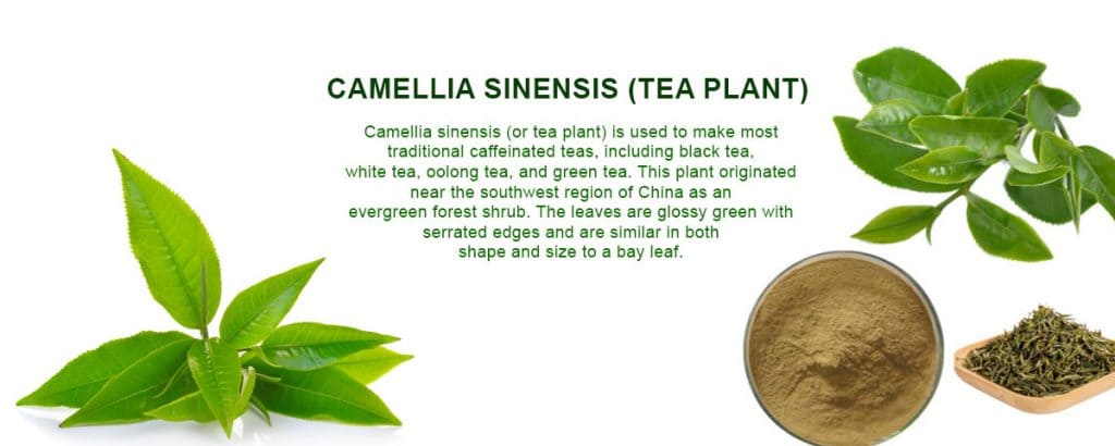 camellia sinensis tea plant