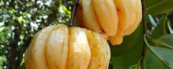 Health Benefits of Garcinia Extract 