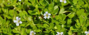 Health Benefits of Bacopa Monnieri Extract