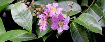 Banaba extract supplier