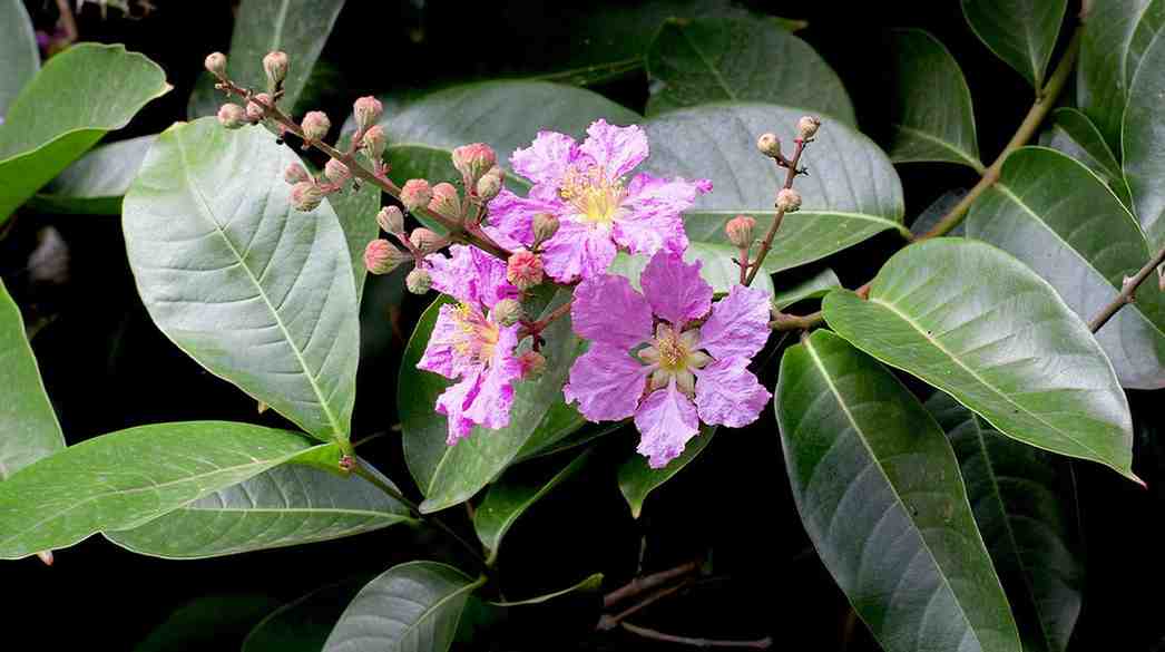 Banaba Extract