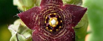 Health Benefits of Caralluma Fimbriata Extract