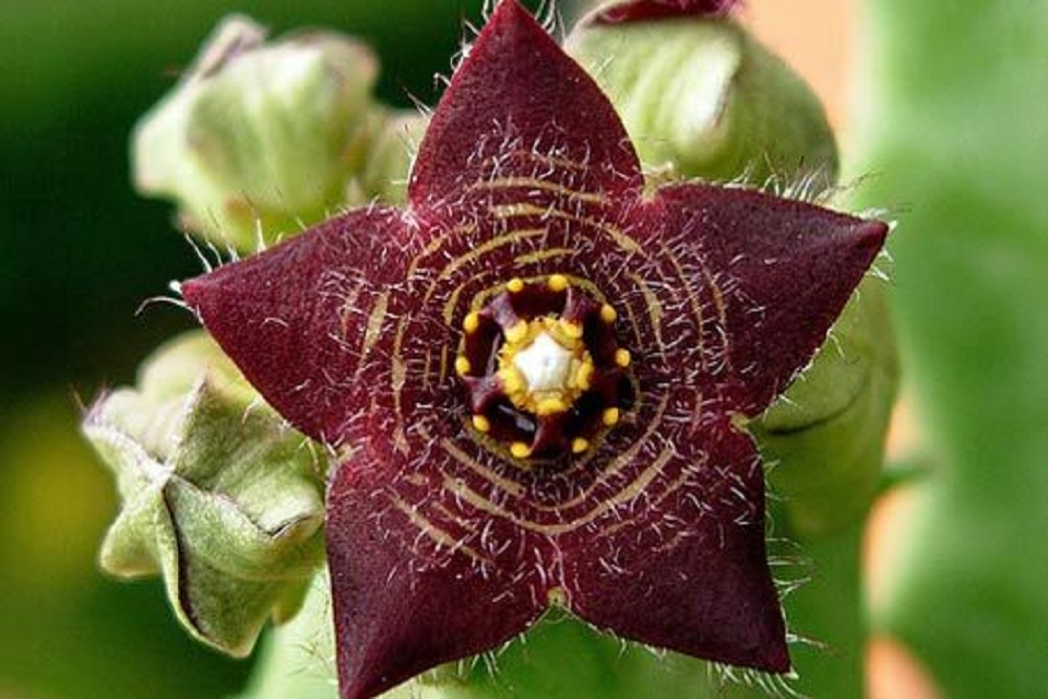 caralluma-fimbriata