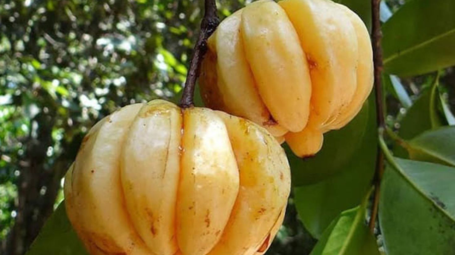 guggulu