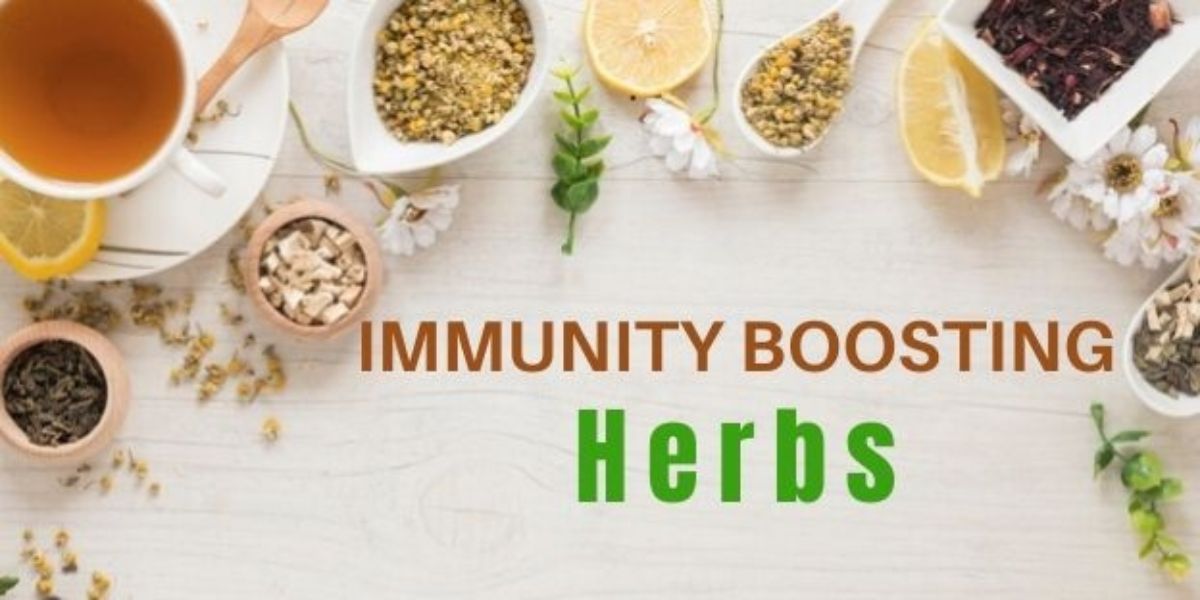 Herbs for Their Immune-Supporting