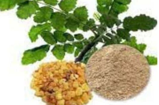 Fournisseur d'extrait de Boswellia Serrata