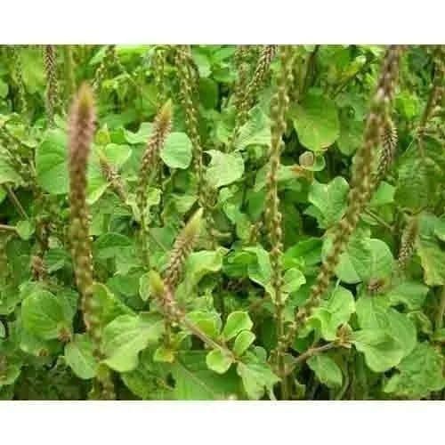Prickly Chaff Flower extracts wholesaler