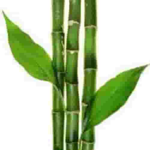 Bamboo extracts wholesaler