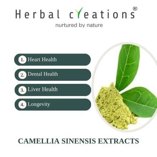 Camellia Sinensis Extracts Supplier & Manufacturer