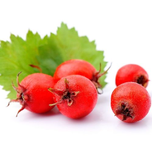 Crataegus (Hawthorn) Extracts Supplier or Manufacturer