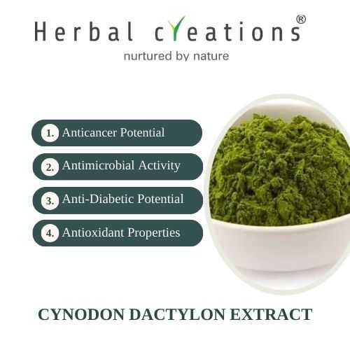Cynodon dactylon (Dub Ghas) Supplier or Manufacturer | Herbal Creations