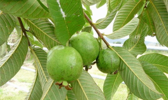 Psidium guajava Tree 