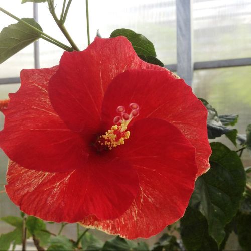 CHibiscus Rosa Sinensis (Gudhal) Flower | Herbal Creations