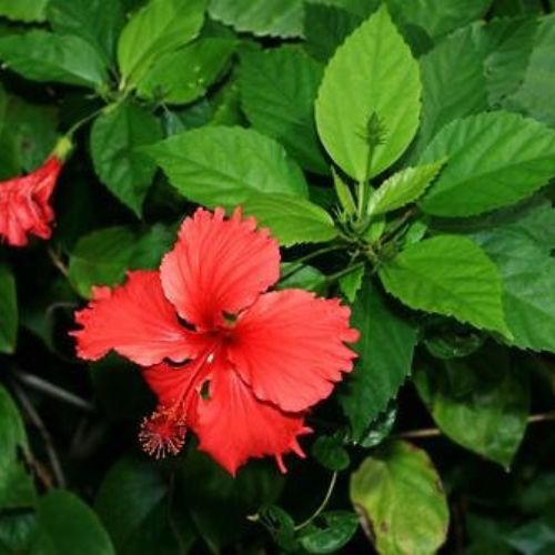 Herbal Creations is a supplier or manufacturer of Hibiscus Rosa Sinensis (Gudhal) Extracts