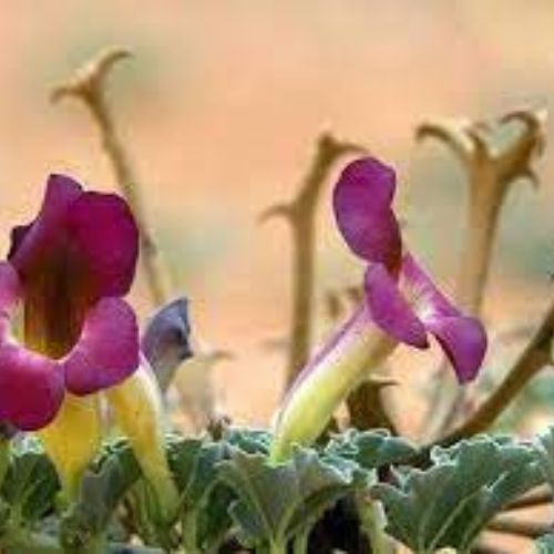 Harpagophytum Procumbens (Devil's Claw) Flower|botanical extracts supplier