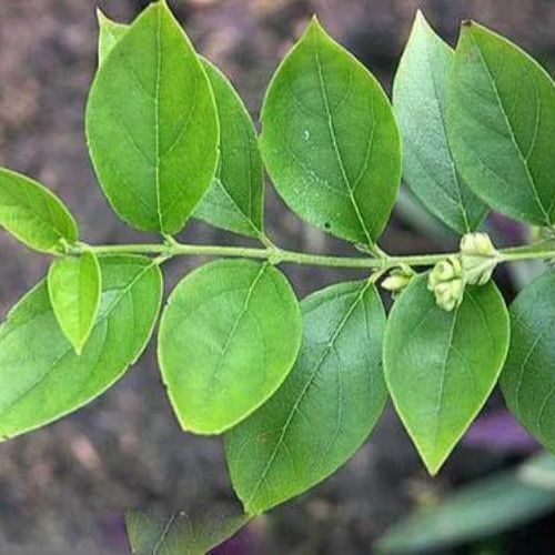 Nyctanthes arbor-tristis Leaves