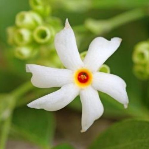 Nyctanthes arbor-tristis flower