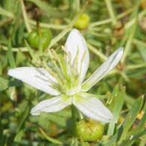 Peganum Harmala (Hermal) Extracts Flower
