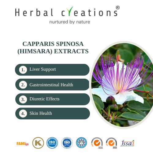 Capparis spinosa (Himsara) Extracts Supplier | Herbal Creations