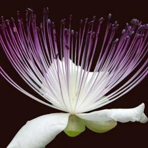 Capparis spinosa (Himsara) Flower
