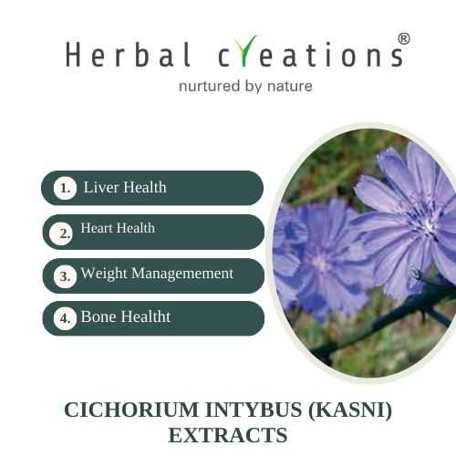Cichorium Intybus Extracts Supplier