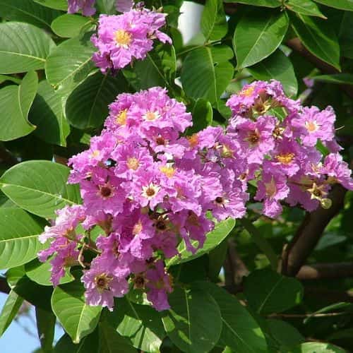 Lagerstroemia Speciosa in Hungary