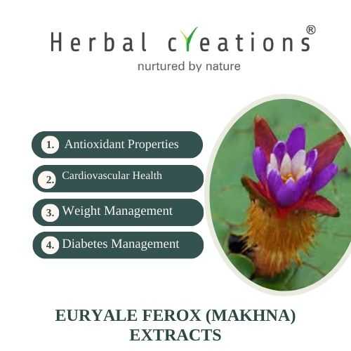 Euryale ferox Extracts Supplier And Manufacturer