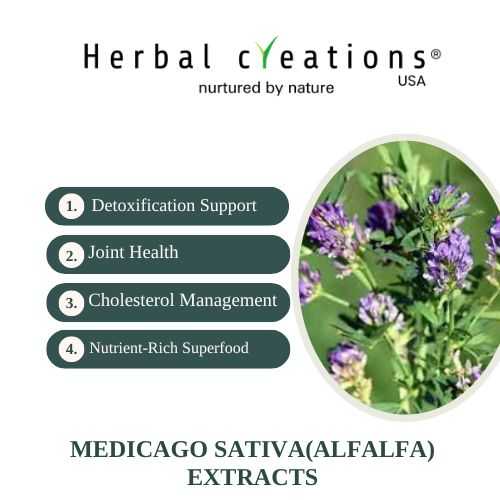 Alfalfa extracts supplier in usa