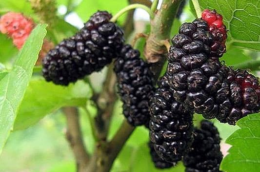 mulberry extract supplier india
