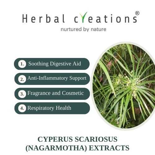 Herbal Creations is a Supplier And Manufacturer of Cyperus scariosus (Nagarmotha) Extracts/