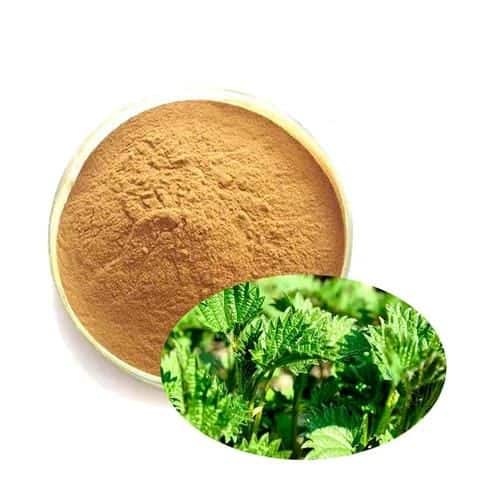 Urtica dioica Extracts Supplier  | Herbal Creations