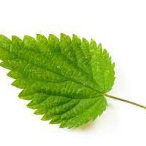 Nettle Leaves Extracts Wholesaler