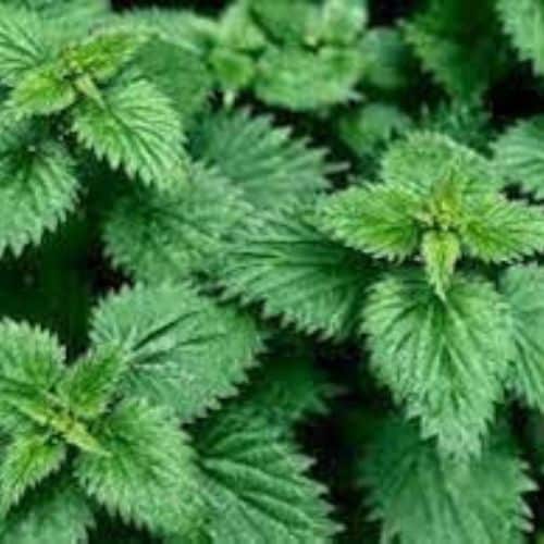Herbal Creations is a supplier or manufacturer of Nettle Leaves Extracts