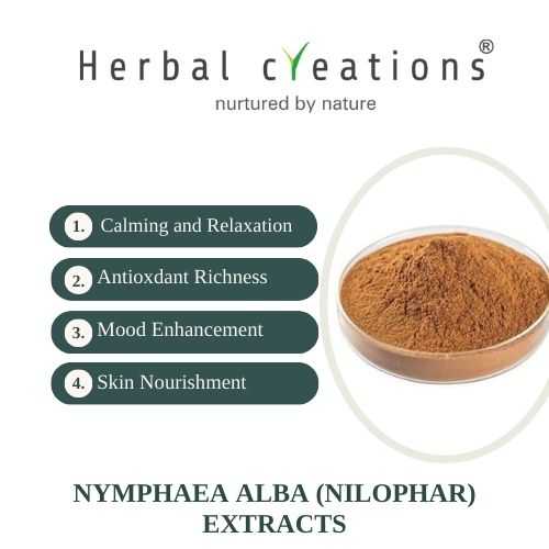 Nymphaea Alba Extracts Supplier & Manufacturer