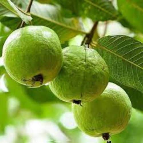 premium guava extracts supplier