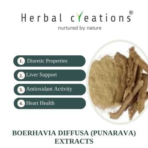 Boerhavia Diffusa Extracts Supplier or Manufacturer