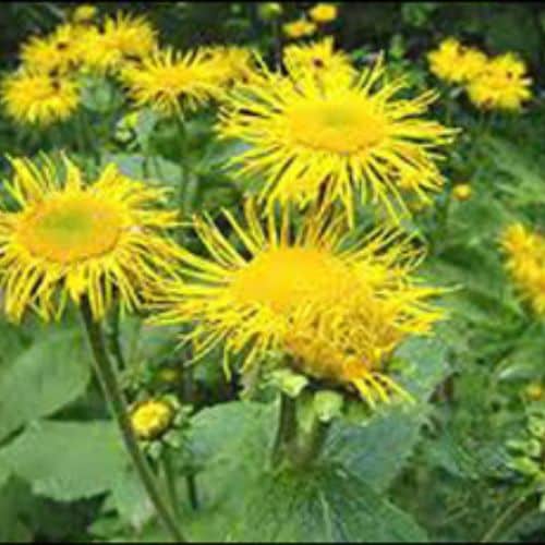 Inula Racemosa Extracts Supplier