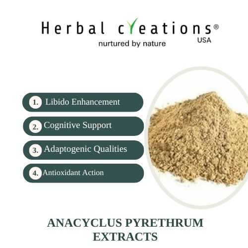 Anacyclus Pyrethrum Extracts Supplier in USA