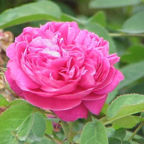 Rosa Damascena (Gulab) Flower