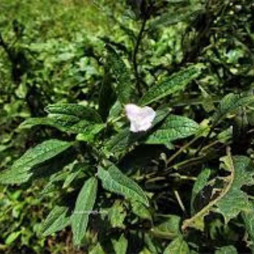 Best Organic Sesame Powder Extracts