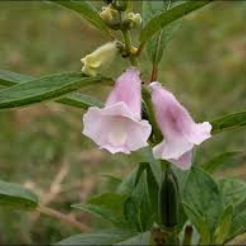 Premium Organic Sesame Powder in United Kingdom