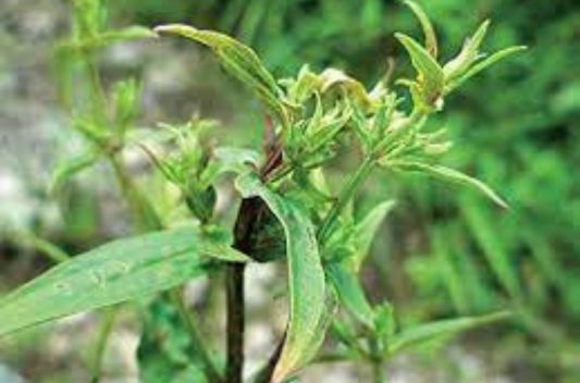 Swertia chirayita extract supplier manufacturers