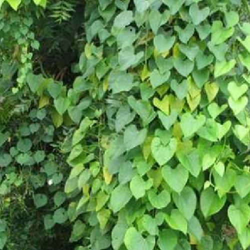 Tinospora cordifolia (Guduchi) Plant