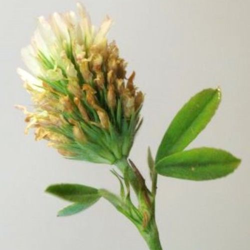 Egyptian clover extracts exporter