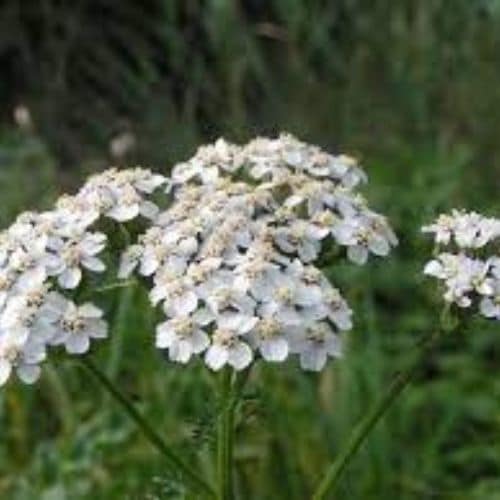 yarrow extracts supplier