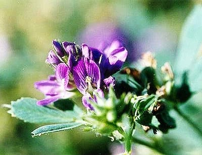 a close-up of a Medicago Sativa(Alfa Alfa) flower