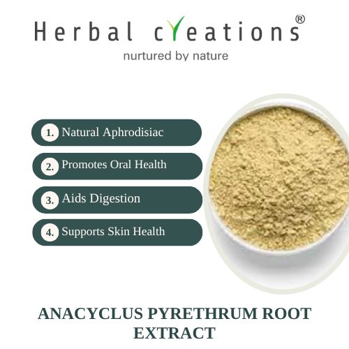 anacyclus-pyrethrum-root extracts supplier in United Kingdom