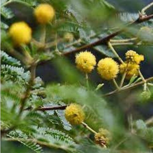 Acacia Nilotica (babool) plant