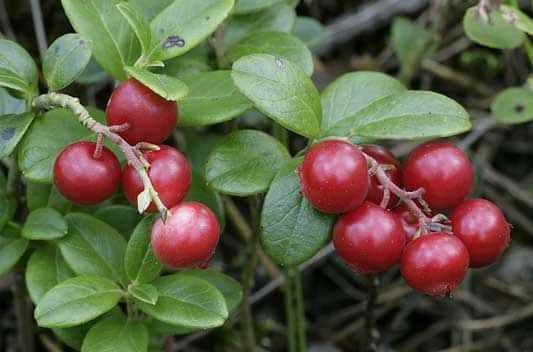 bearberry extract supplier manufacturers